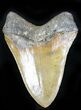 Nicely Serrated Megalodon Tooth - North Carolina #21944-2